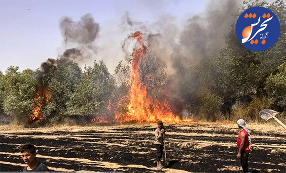 جنگلهای کرخه در آتش سوخت!