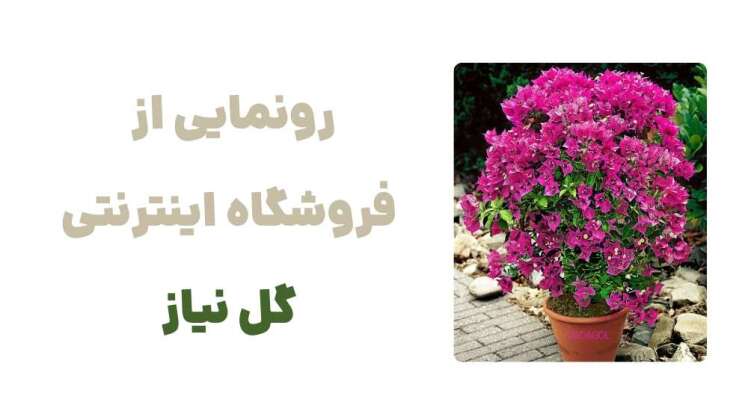 رونمایی از وبسایت گل نیاز، فروشگاهی برای عاشقان گل و گیاه